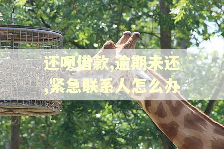 还呗借款,逾期未还,紧急联系人怎么办 还呗借款,逾期未还,紧急联系人怎么办