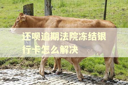 还呗逾期法院冻结银行卡怎么解决