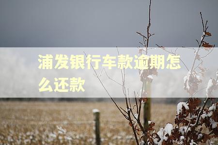 浦发银行车款逾期怎么还款
