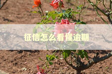 征信怎么看懂逾期