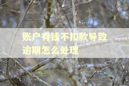 账户有钱不扣款导致逾期怎么处理