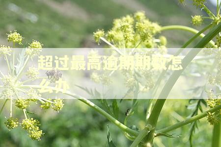 超过最高逾期期数怎么办