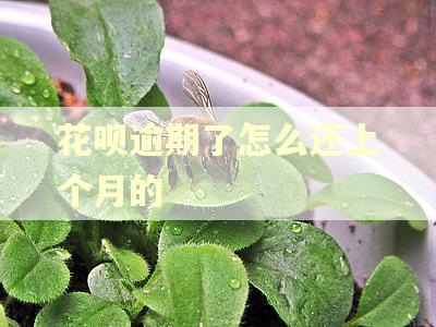 花呗逾期了怎么还上个月的
