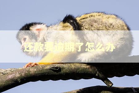 还款要逾期了怎么办
