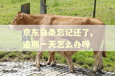 京东白条忘记还了,逾期一天怎么办呀