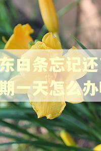 京东白条忘记还了,逾期一天怎么办呀
