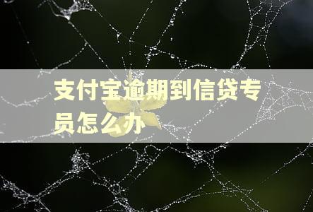 支付宝逾期到信贷专员怎么办