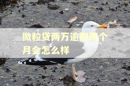 微粒贷两万逾期两个月会怎么样