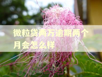 微粒贷两万逾期两个月会怎么样
