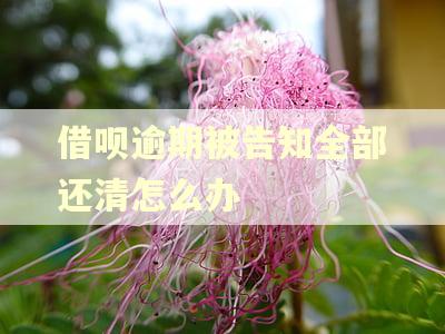 借呗逾期被告知全部还清怎么办