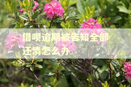 借呗逾期被告知全部还清怎么办 借呗逾期被告知全部还清怎么办