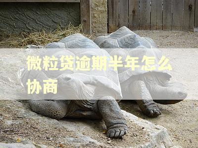 微粒贷逾期半年怎么协商
