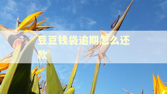 豆豆钱袋逾期怎么还款