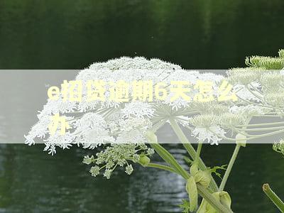 e招贷逾期6天怎么办 e招贷逾期6天怎么办