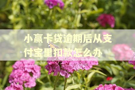 小赢卡贷逾期后从支付宝里扣款怎么办 小赢卡贷逾期后从支付宝里扣款怎么办