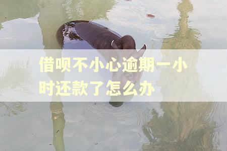 借呗不小心逾期一小时还款了怎么办