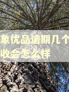 小象优品逾期几个月催收会怎么样