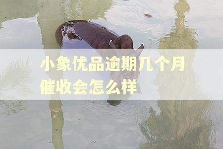 小象优品逾期几个月催收会怎么样