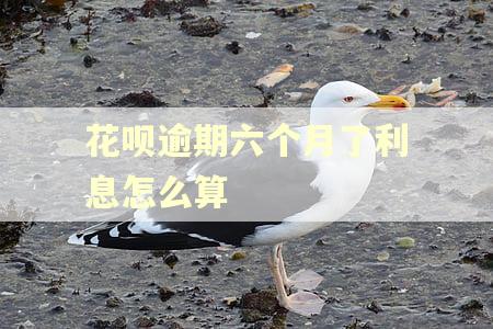 花呗逾期六个月了利息怎么算