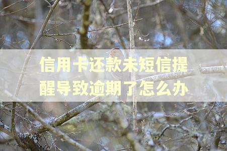 信用卡还款未短信提醒导致逾期了怎么办