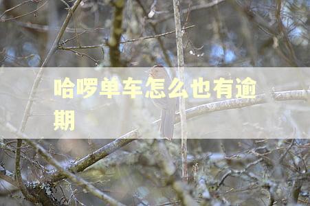 哈啰单车怎么也有逾期