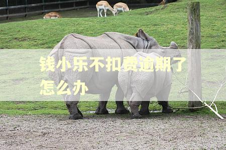 钱小乐不扣费逾期了怎么办
