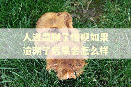 人进监狱了借呗如果逾期了后果会怎么样