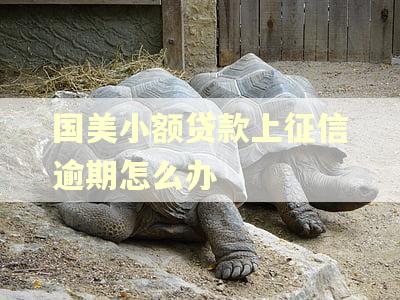 国美小额贷款上征信逾期怎么办