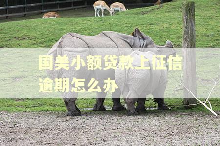 国美小额贷款上征信逾期怎么办
