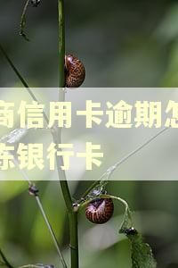 招商信用卡逾期怎么解冻银行卡