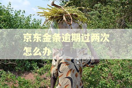 京东金条逾期过两次怎么办