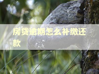 房贷逾期怎么补缴还款 房贷逾期怎么补缴还款