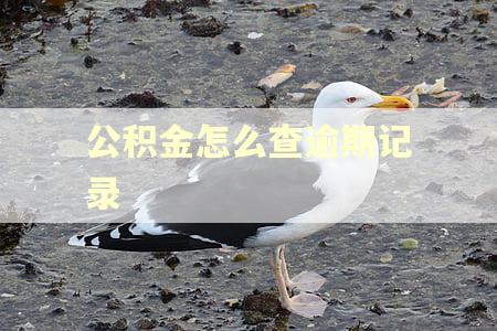 公积金怎么查逾期记录