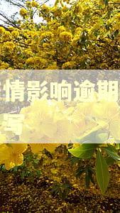 受疫情影响逾期证明怎么写