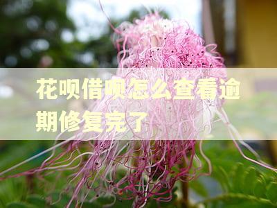 花呗借呗怎么查看逾期修复完了