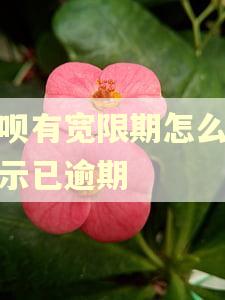 花呗有宽限期怎么还提示已逾期