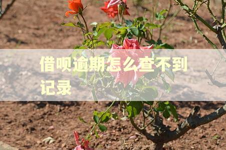 借呗逾期怎么查不到记录
