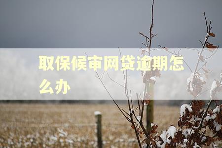 取保候审网贷逾期怎么办