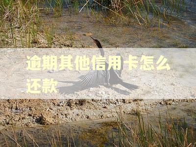 逾期其他信用卡怎么还款 逾期其他信用卡怎么还款