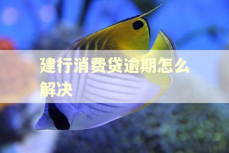 建行消费贷逾期怎么解决