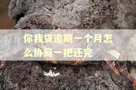 你我贷逾期一个月怎么协商一把还完