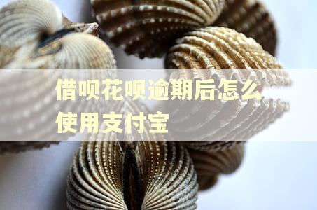 借呗花呗逾期后怎么使用支付宝 借呗花呗逾期后怎么使用支付宝