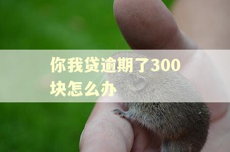 你我贷逾期了300块怎么办