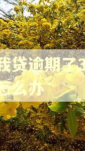 你我贷逾期了300块怎么办