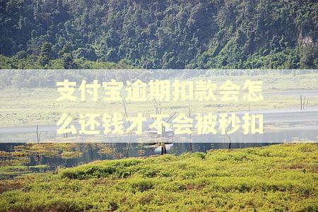 支付宝逾期扣款会怎么还钱才不会被秒扣