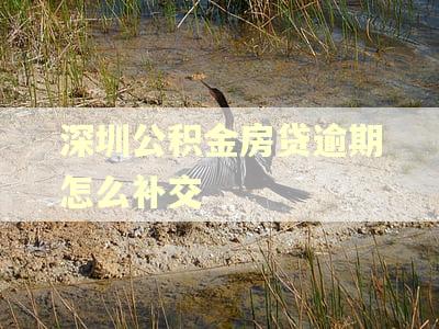 深圳公积金房贷逾期怎么补交