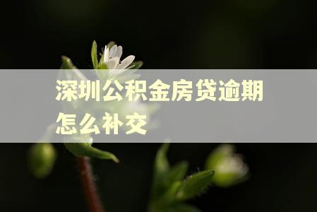 深圳公积金房贷逾期怎么补交