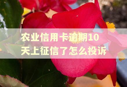 农业信用卡逾期10天上征信了怎么投诉