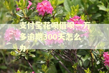 支付宝花呗借呗一万多逾期300天怎么办