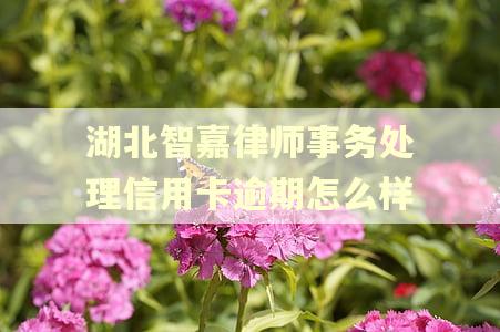 湖北智嘉律师事务处理信用卡逾期怎么样